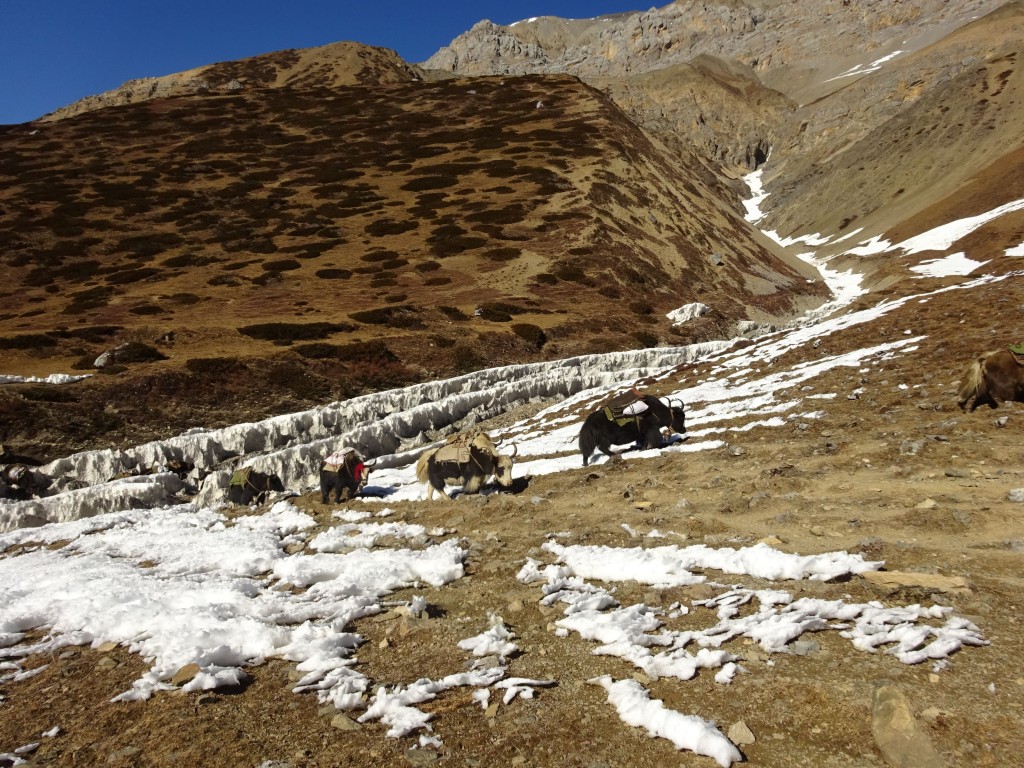 Yaks on their way to Tibet near the Ngula Dhojyang Pass