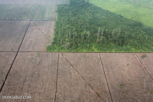 A satellite view of deforestation in Indonesia's Riau province.
