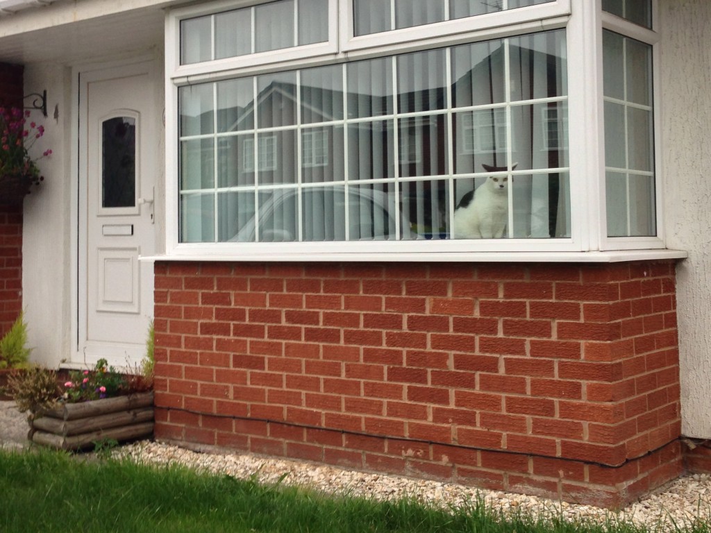 THE GREAT ESCAPE: The host's cat watching me escape in Liverpool at 5am.